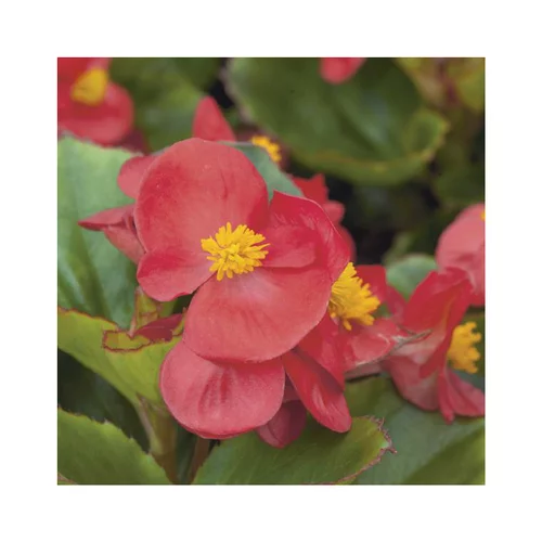 Une solution pour l’extérieur：Bégonia à massifs rouge - Le pack de 6 plants