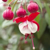 Pratique pour le jardin：Fuchsia retombant - La suspension de 30 cm