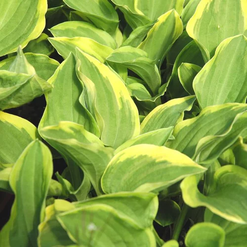 Espace vert essentiel：Hostas Variees - Le pot de 9 litres