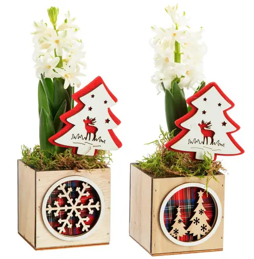 Pour tous les jardins:Jacinthe composition hiver pot bois carré – Ø 8 cm