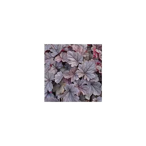 Le petit plus pour l’extérieur:Heuchera Forever - Le pot diam 12 cm