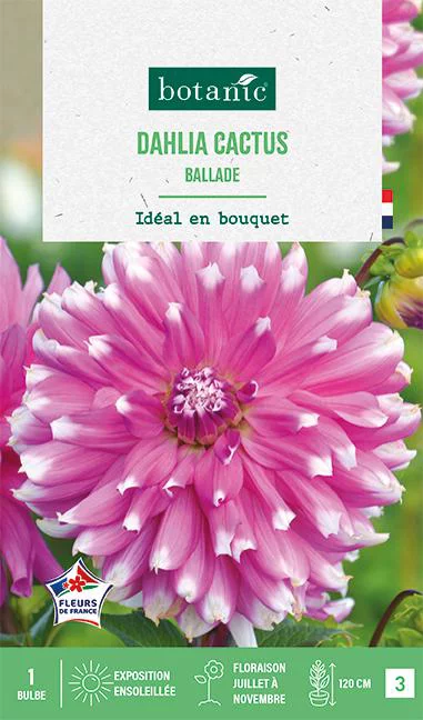 Tendance extérieur：Bulbe de fleurs Dalhia cactus Ballade botanic® - 1 bulbe