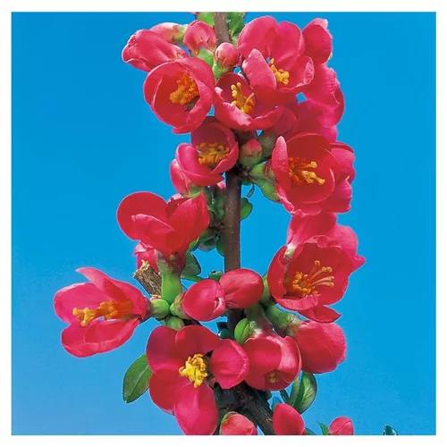 Univers jardin：Cognassier du Japon - pot 7,5 L