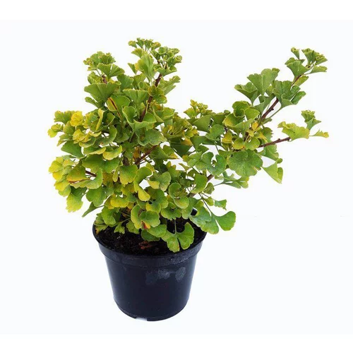 Extérieur confort：Ginkgo Biloba Mariken. Le pot de 5 litres