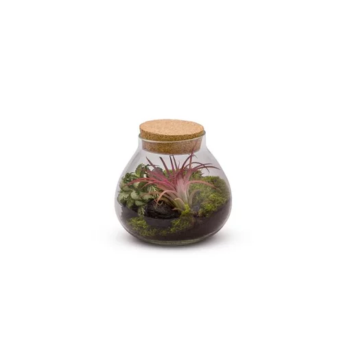 Facile dehors：Terrarium bulle light fittonia et tillandsia taille L Ø 20,5 x H 20 cm
