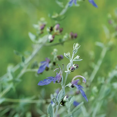 Pour vos moments en extérieur：Teucrium fruticans 'azureum'. Le pot de 3 litres