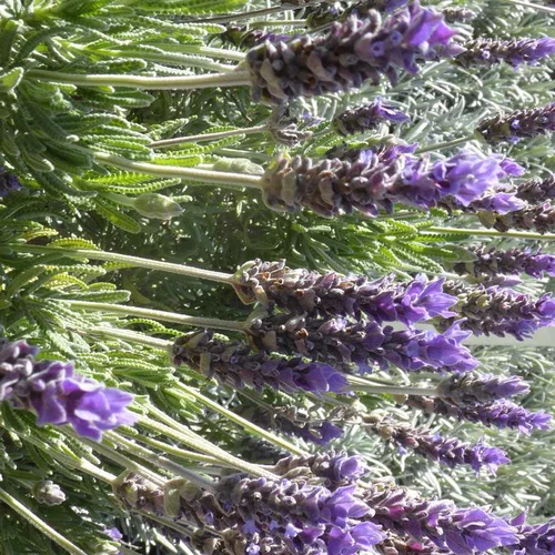 Jardin passion：Lavande Dentata à fleurs bleues - Le pot Ø 13 cm