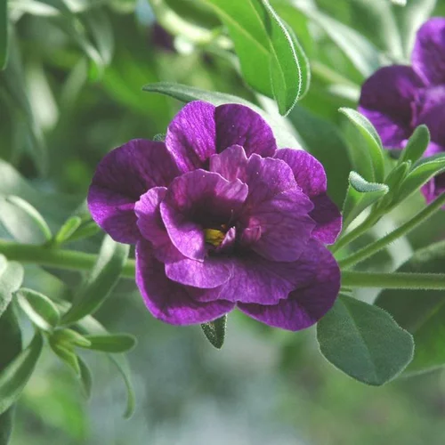 Jardin en douceur:Calibrachoa (mini Pétunia) à fleurs doubles multicolores - La barquette de 6 plants