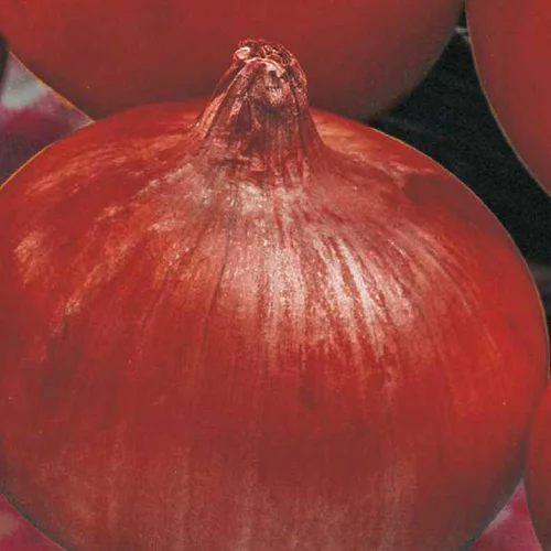 Bien utile au jardin：Oignon Rouge Red Baron Bio. La barquette de 12 plants