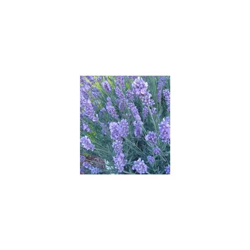 Sélection extérieur:Lavande - Le pack de 6 plants