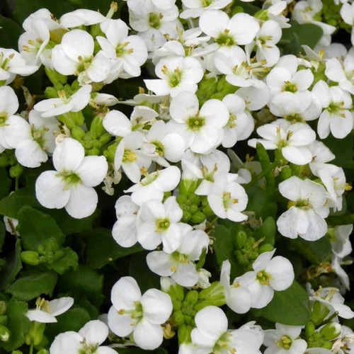 Choix nature：Arabette Variee. Le pot de 2 litres