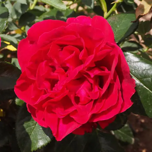 Pour vos aménagements extérieurs：Rosier rose Clos Vougeot® Delrous