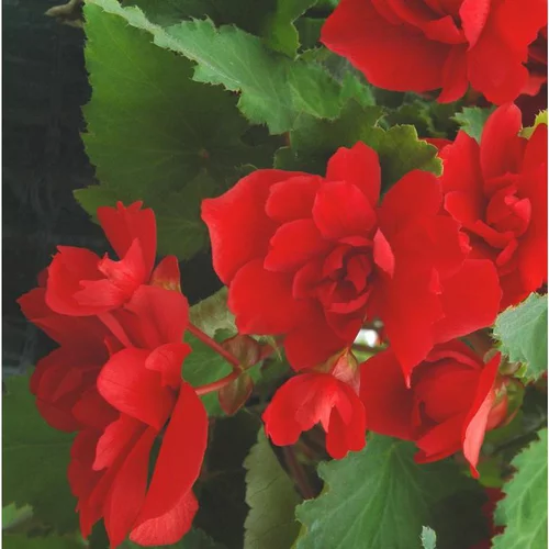 Sélection maison：Bégonia retombant à fleurs multicolores - Le pot coloré de 6 litres avec soucoupe