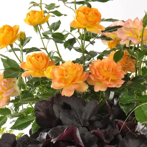 Jardin tendance:Mini Rosier - Avec cache pot en zinc blanc
