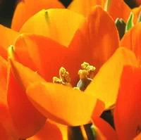 Jardin équipement：Ornithogalum Balansae - Le pot de 10.5 cm