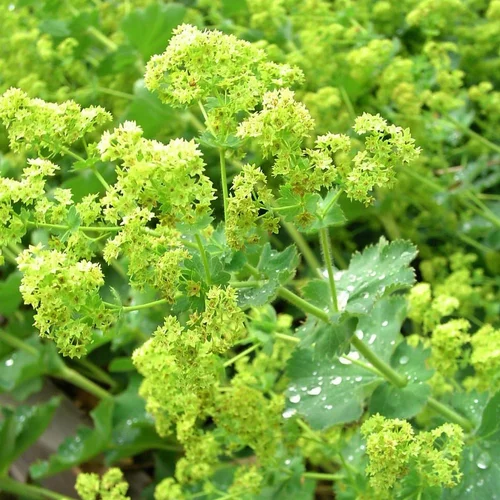 Espace vert sélection：Alchemilla Mollis Irish Silk. Le pot de 1 litre