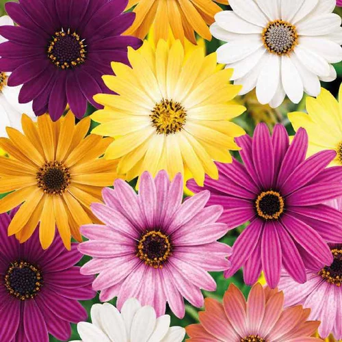 Choix au jardin：Osteospermum - Le pot de 9 x 9 cm
