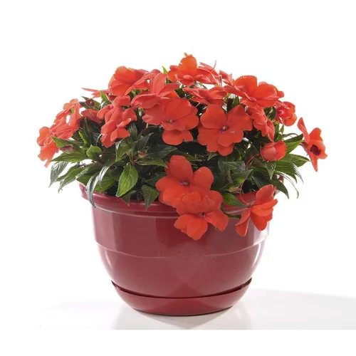 Les incontournables du jardin:Impatiens de Nouvelle Guinée - La coupe de 25 cm