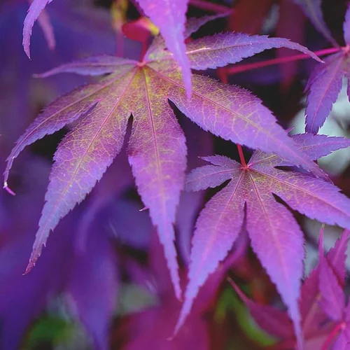 Extérieur équipement:Érable du Japon Bloodgood (Acer Palmatum) 40/60. Le pot de 4,5 litres