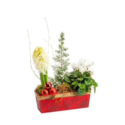 Jardin facile:Composition jacinthe et sapin enneigé en jardinette zinc rouge