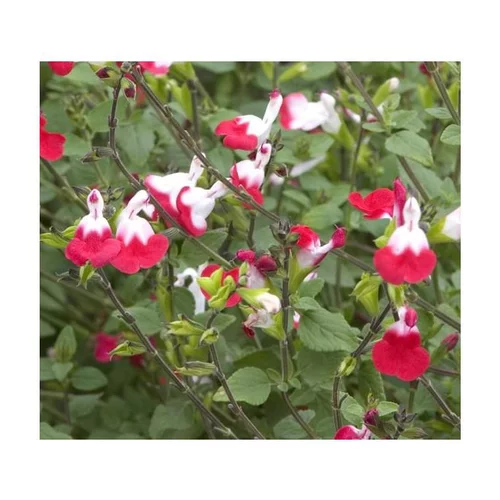 Pour améliorer votre jardin:Salvia Microphylla Hot Lips - Le pot de 7,5 litres