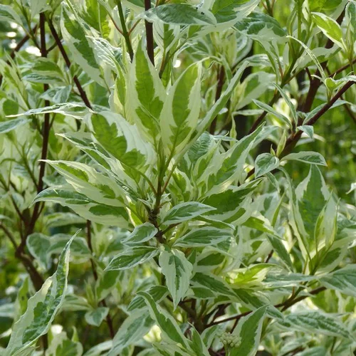 Vie dehors：Cornouiller blanc Ivory Halo (Cornus Alba) 100/125. Le pot 15 litres