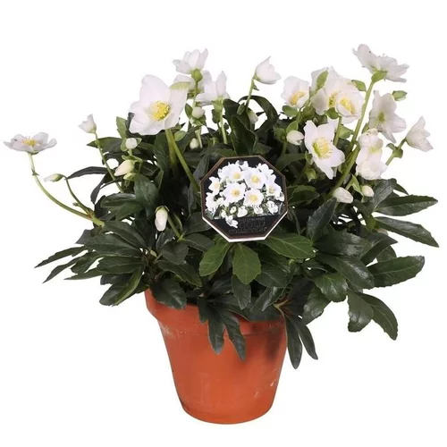 Malin jardin:Rose de Noël pot terre cuite - Le pot de 3 litres