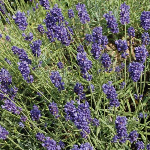 Jardin en douceur：Lavande Angustifolia - La coupe de 25 cm