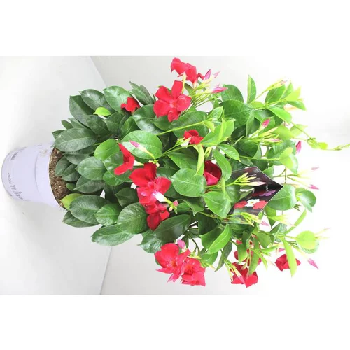 Adapté à votre jardin：Dipladénia Espalier Fushion Sydney - Le pot de 4 litres