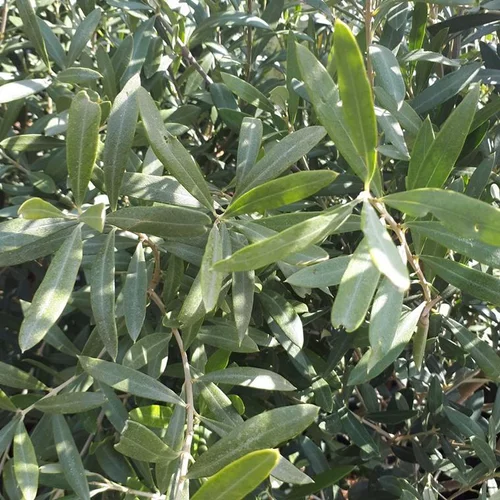 Utile au jardin：Olivier (Olea Europea). Le pot de 1 litre