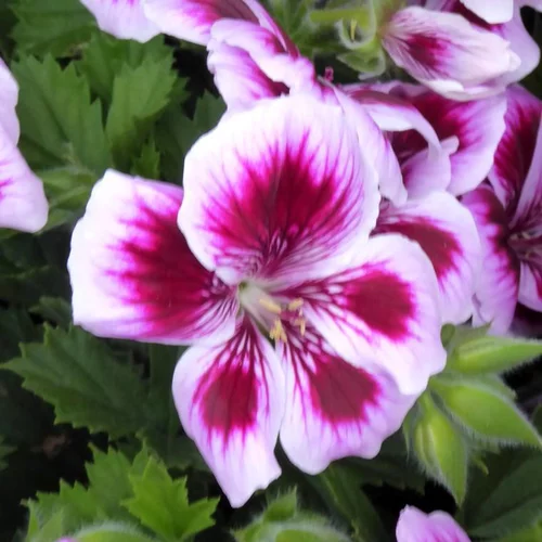 Pour vos besoins extérieurs:Pelargonium Domesticum à Fleurs - La coupe de 25 cm