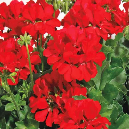 Jardin fonctionnel:Géranium interspécifique Calliope à fleurs rouges - Le pot de 0,7 litre