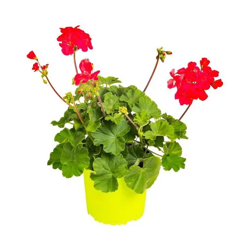 Essentiel maison：Géranium zonal rouge - Le pack de 6 plants
