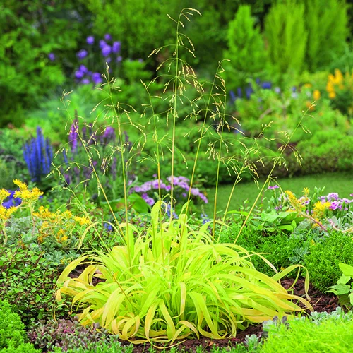 Déco au jardin：Millet doré vert botanic®. Le pot de 2 litres