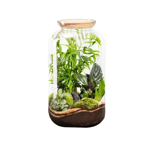 Idéal pour votre jardin：Terrarium autonome botanic® Bonbonne Classic Mix - Taille M Ø 23 cm H 41 cm