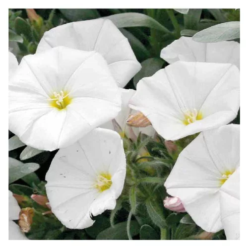 Déco au jardin：Liseron de Turquie blanc - Le pot de 9 x 9 cm