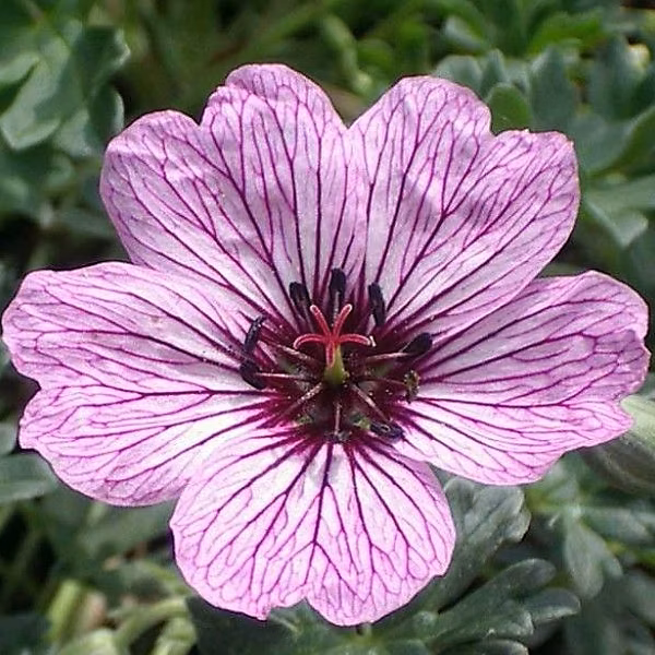 6 x Géranium vivace à feuilles cendrées – Geranium cinereum 'Laurence Flatman', godet 9cm x 9cm