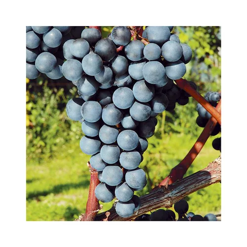 Pour vos jardins:Vigne 'Venus' Bio. Le pot de 5 litres