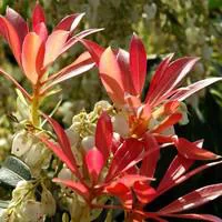 Espace vert moderne:Pieris Japonica – Pot de 2L