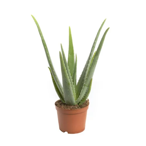 Choix au jardin：Aloe vera bio en pot Ø 14 cm