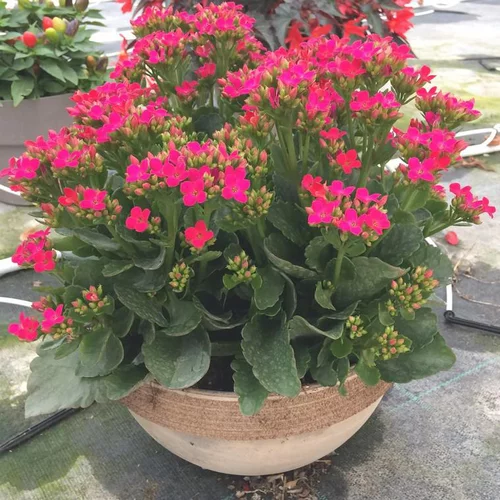 Jardin à organiser：Kalanchoé - La coupe terre cuite