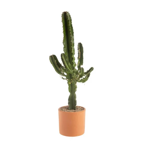 Jardin tout terrain:Euphorbia Erythrea en pot de terre cuite Ø 20 cm
