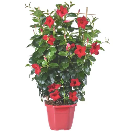 Extérieur durable：Dipladénia Espalier Sundaville Grand Red - Le pot de 4 litres