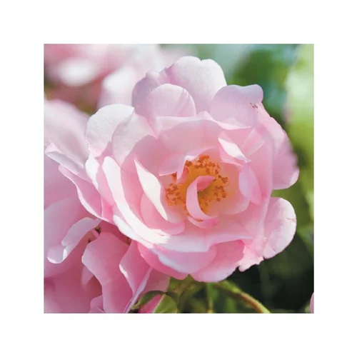 Pratique jardin:Rosier mareva rose avec pot bleu de 5 L