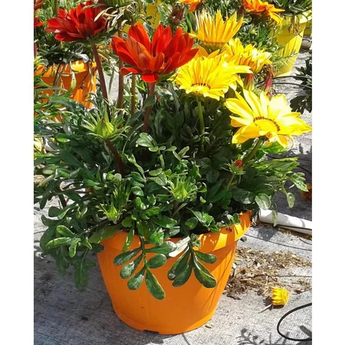 Mon jardin：Gazania trio - Le pot de 3 litres
