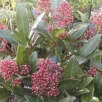 À adopter au jardin：Skimmia Japonica Rubella 20/30. Le pot de 3 litres