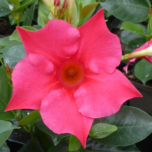Bien utile au jardin：Dipladenia Sundaville Espalier - La jardinière de 50 cm