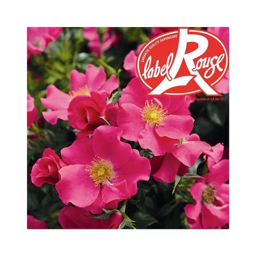 Jardin inspiration:Rosier Xylon® Label Rouge en pot de 5L