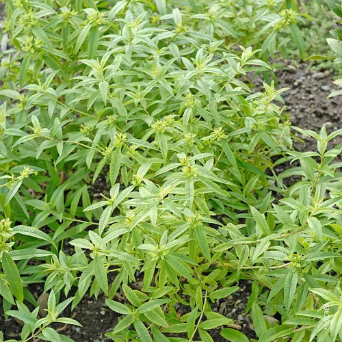 Idée simple：Verveine Citronnelle Bio. Le pot de 1 litre