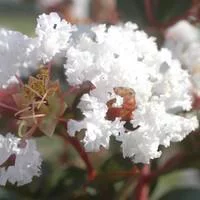 Jardin en douceur：LAGERSTROEMIA INDICA CHARMS ® NEIGE D'ETE ®.Le pot de 3L
